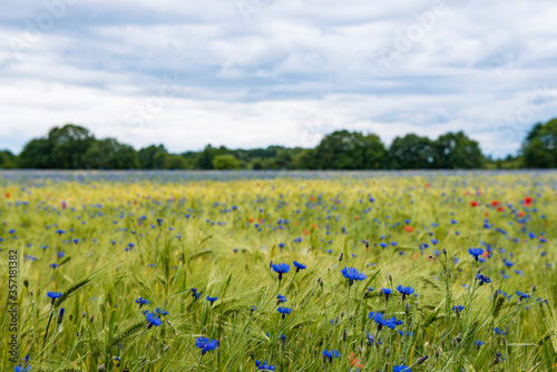 Dutch weath field with springflowers, red poppies and blue corn flowers