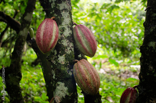 cocoa fruits in tropical forest Venezuela