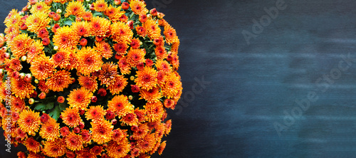 Large potted orange Chrysanthemums over a black background with room for text. Image shot from top view. 