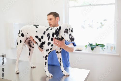 Veterinarian examining dog in vet's surgery