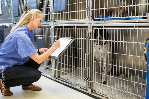 Vet checking dogs in kennel