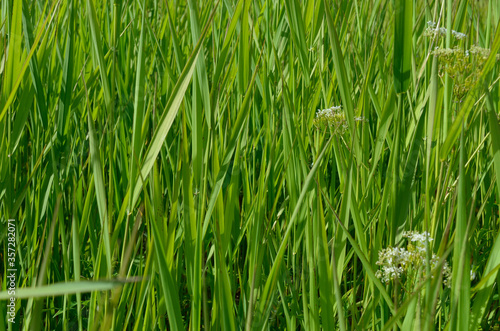 beautiful green grass macro photo