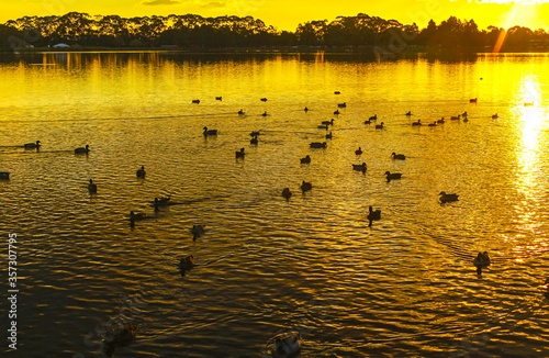 Sunset Scenery at Lake Rotoroa in Hamilton Lake Domain, Hamilton, New Zealand; Flock of Ducks Swimming on the Lake Rotoroa