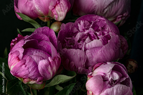  Bouquet of pink peonies close up on a dark background
