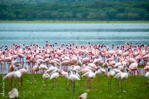 Group of pink flamingos on the lake