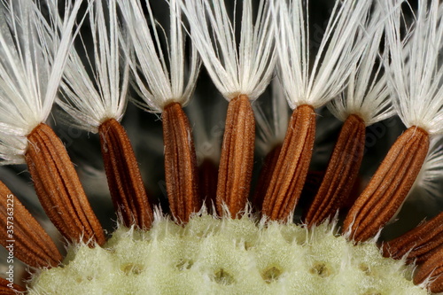 Perennial Sow-Thistle (Sonchus arvensis). Achenes Closeup