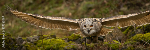 Eagle owl