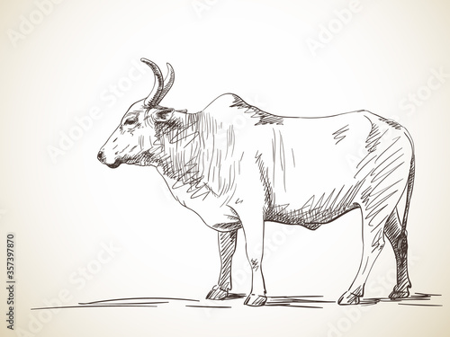 zebu cow