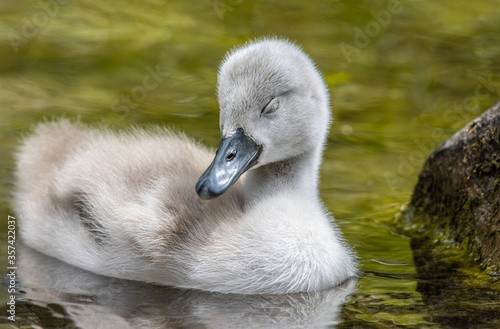 baby swan