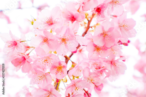 静岡県の河津桜