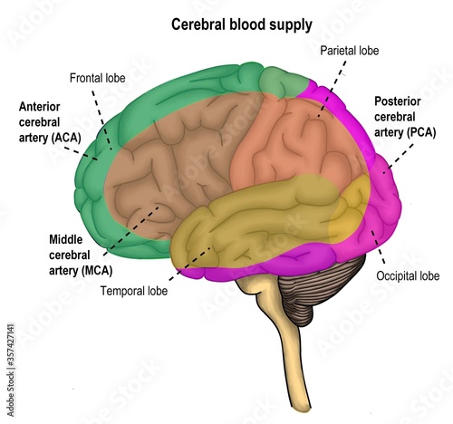 The vascular distrubutions of human's brain along the different cerebral arteries.