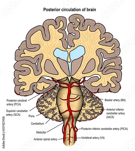 Anatomy of human's brainstem and its blood circulation system.