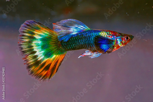 Guppy breeding form fancy guppy.The guppy (Poecilia reticulata), also known as millionfish and rainbow fish.