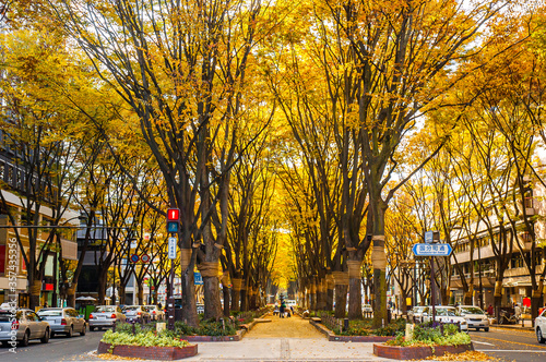 Jozenji-dori Avenue in Sendai, Japan. Sendai is known as "The City of Forest" for its cityscape with trees to be one important element of the city