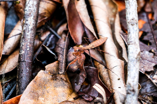 Louva-deus, Raro, Camuflagem, natureza, folhas