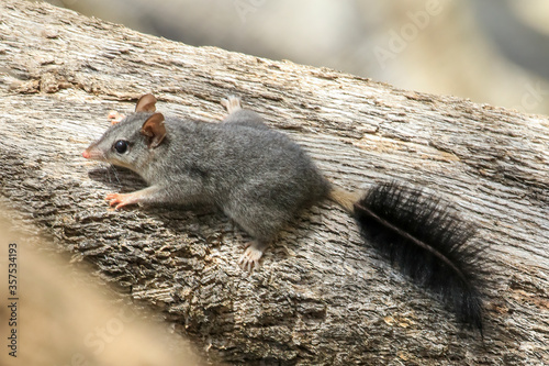 The Brush-tailed Phascogale (Phascogale tapoatafa) is a small carnivorous marsupial with a a grey body with relatively large ears and is distinguished by its black bushy tail.