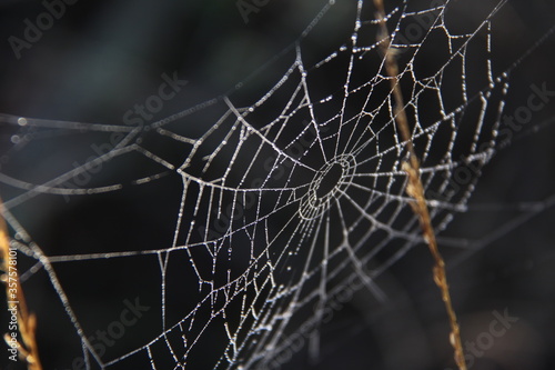 A spider web covered with dew drops.