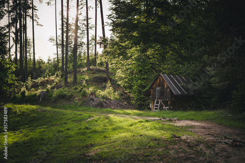 Verlassene alte Hütte in Wald im Sommer