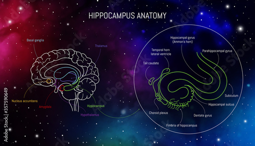 Hippocampus anatomy and structure. Neuroscience infographic on space background. Human brain lobes and sections illustration. Neurobiology scientific futuristic medical vector in front of outer space
