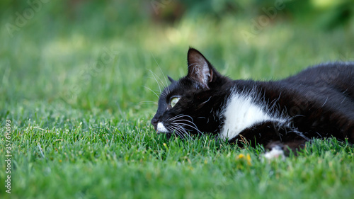 Portrait of a black cat with green eyes and a white jabot laying on green lawn grass in summer garden