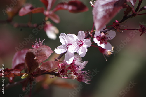 kwiat jabłoni purpurowej