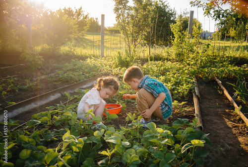 Cute and happy little brother and sister of preschool age collect and eat ripe strawberries in the garden on a Sunny summer day. Happy childhood. Healthy and environmentally friendly crop