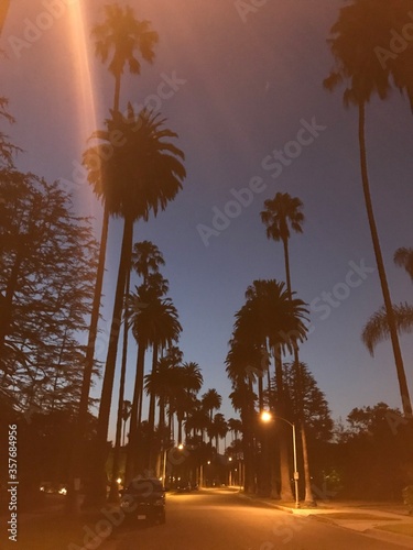 palm trees at night