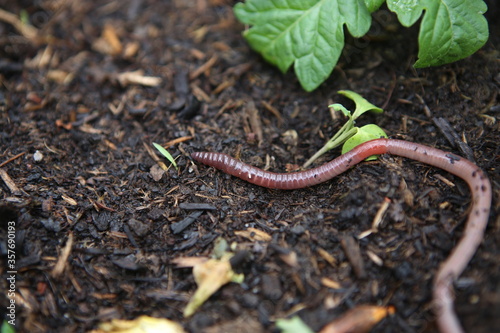 Earthworm