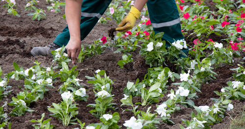 Professional gardener planting flowers in the park, detail of hands
