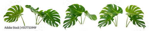 collection of green monstera tropical plant leaf on white background for design elements, Flat lay,clipping path 