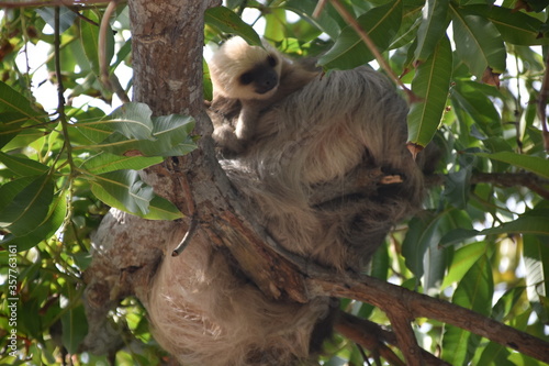 perezoso en familia