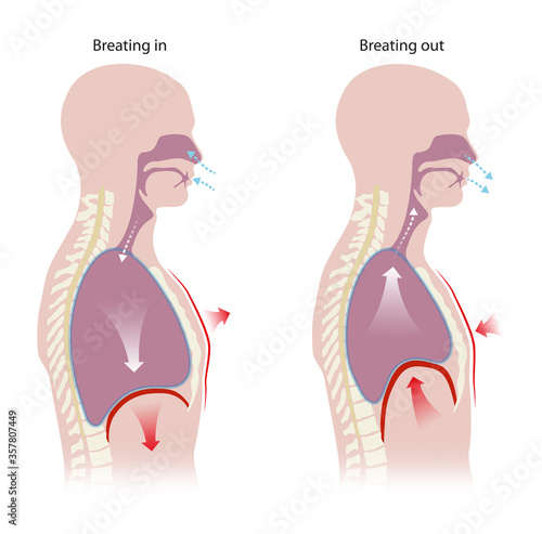 Human respiration (Inhalation and Exhalation)