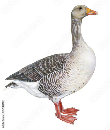 realistic illustration of a domestic goose on white background. handmade, watercolor.