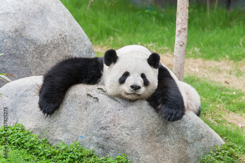 Adorable giant panda bear sleeping on rock