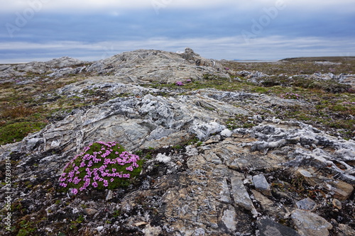 Purple saxifrage blooming during the short Arctic summer. Stones and blue sky.