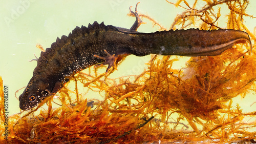 Male danube crested newt, triturus dobrogicus, hiding between water grass on bottom of river. Endangered species of aquatic animal swimming in marsh.