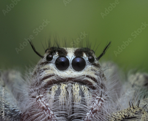 Jumping spider on green background.