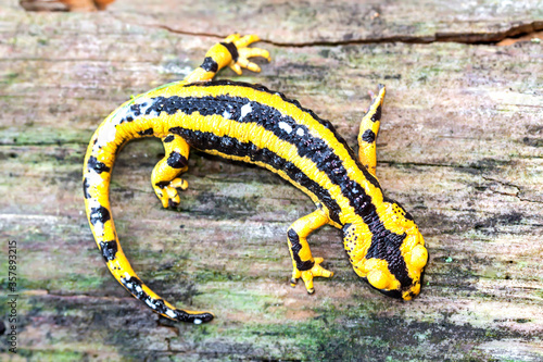 Fire salamander with poison (Salamandra salamandra)