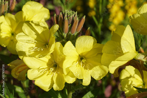 Open yellow flowers of common evening-primrose (Oenothera biennis) of the evening primrose family (Onagraceae) in a Dutch garden. June 14.