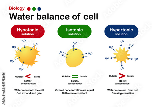 Biology diagram show effect of isotonic, hypertonic and hypotonic solution in water balance of living cell
