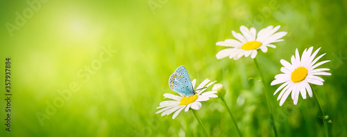 Beautiful Panoramic Scenic Nature Summer Background