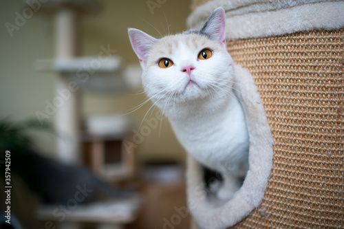 curious british shorthair cat inside of scratching barrel looking out