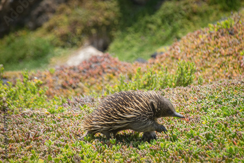 hedgehog in the grass