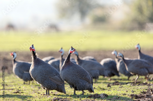 View of the guinea fowls (hen) or iran fowls. Domestic guineafowl, sometimes called pintades, pearl hen, or gleanies, are poultry originating from Africa.