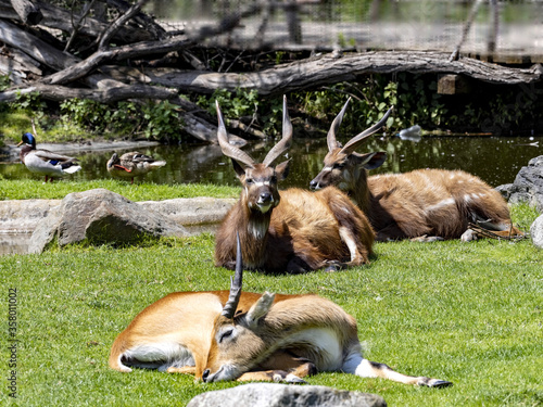 A group of West African Sitatunga, Tragelaphus spekei gratus, these jungle antelopes are staying near the water