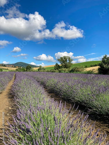 Coltivazione di lavanda a Orciano Pisano, Toscana