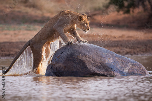 One adult lioness climbing out of water onto a huge rock in Kruger Park South Africa
