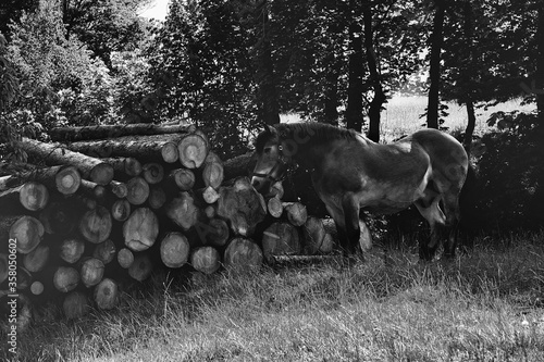 koń w Karpaczu przy drewnie 