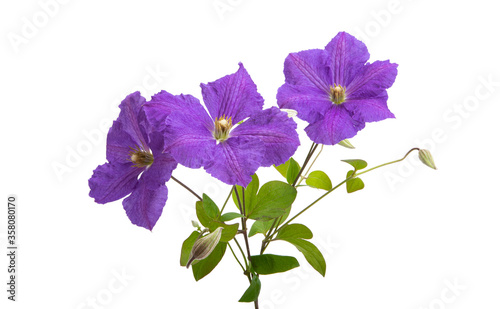 clematis flower isolated