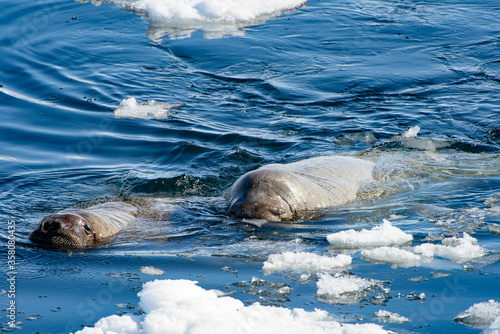 Walrus swims in the water in Arctic